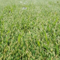 Het natuurlijke gras groeit door de hybride mat heen