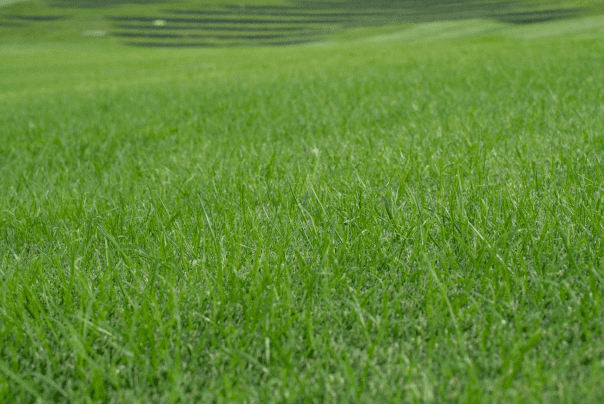 Hybride gras gegroeid 